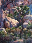 Joshua Trees in Spring